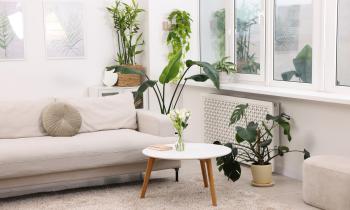 Feng Shui : les espèces de plantes à privilégier, pièce par pièce