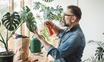 Bicarbonate de soude : le produit du placard qui soigne vos plantes.