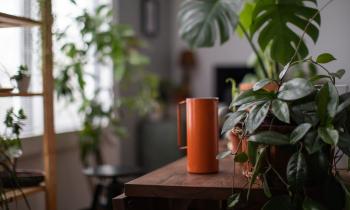 Canicule : 7 plantes pour rafraîchir votre intérieur sans climatisation.