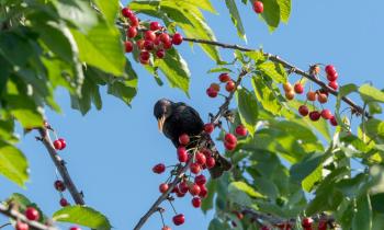 Ces 6 astuces protègent votre cerisier des oiseaux.