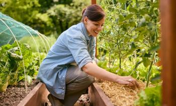 Une femme accroupie devant son potager assure les opérations de paillage