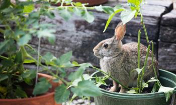 Ces 7 astuces naturelles éloignent les lapins de votre jardin.