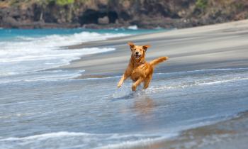 Les destinations dog-friendly en France