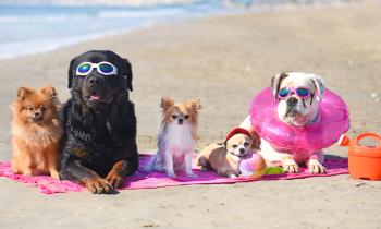 Les plages ouvertes aux chiens cet été