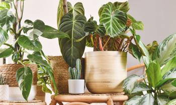 Ces 7 plantes d'intérieur survivent 2 semaines sans arrosage. © Getty Images