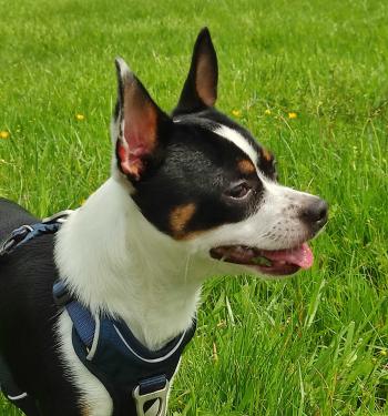 Athos, chien Maëva L