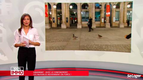 100 % Immo, une émission sur M6. ©SeLoger Rats, punaises de lits... les nuisibles font un retour en force !