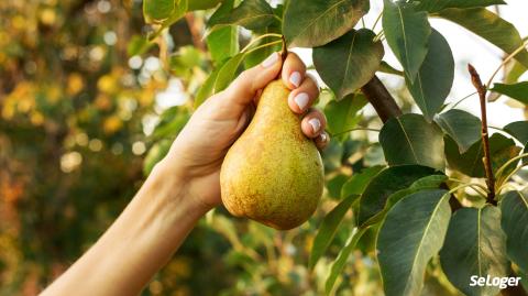 Jardins mitoyens : avez-vous le droit de cueillir ou de ramasser les fruits de l'arbre de votre voisin ?