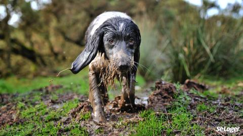 Le chien de votre locataire détériore le jardin, que pouvez-vous faire ? 