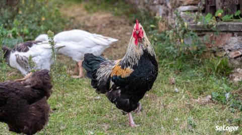 Chant du coq ou odeur de fumier, peut-on se plaindre au maire ? 