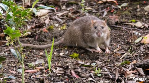 Des rats prolifèrent dans le jardin de votre voisin, la mairie peut-elle intervenir ?