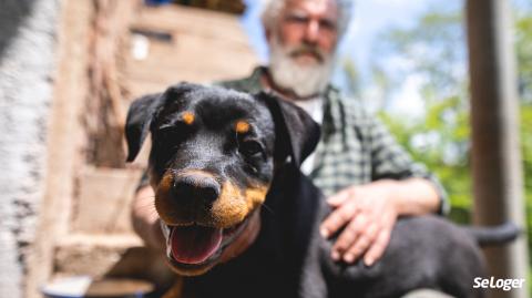 Quelles sont les obligations de détention, à domicile, d'un chien de 2e catégorie ? 