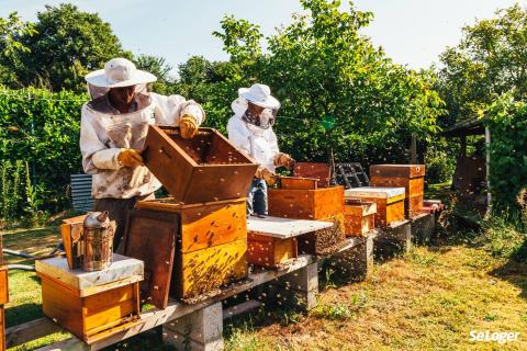 Pouvez-vous avoir des ruches dans votre jardin ?