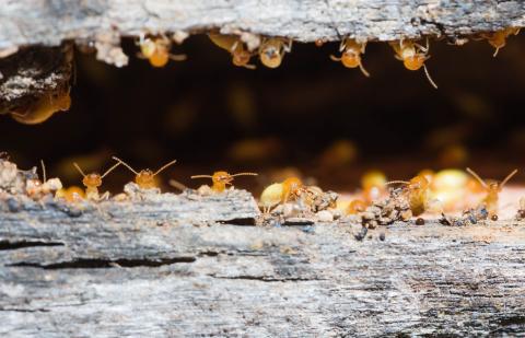 Des termites dans votre logement... que faire ?