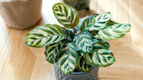 Calathea