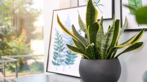 Sansevieria