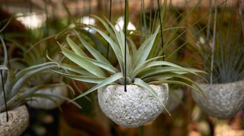 Tillandsia