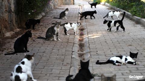 Des chats errants dans un jardin