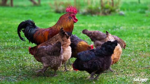 Un coq avec des poules dans un jardin