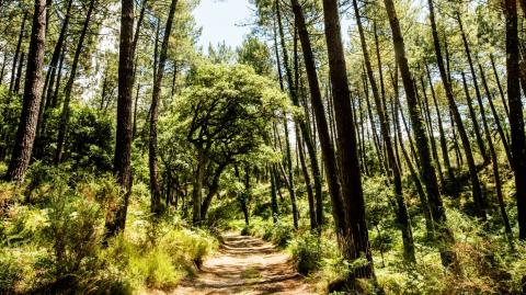 Forêt classé située en France