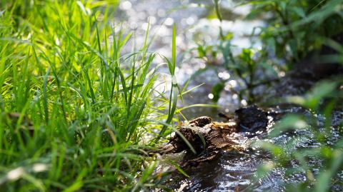 Un cours d'eau