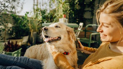 Télésurveillance chiens et chats