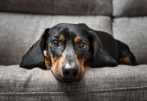 Un propriétaire refuse que vous emménagiez avec votre teckel ? Il n’en a pas le droit ! © katerinasergeevna - Getty Images