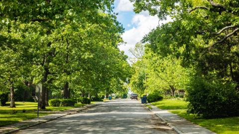 zone pavillonaire arbres