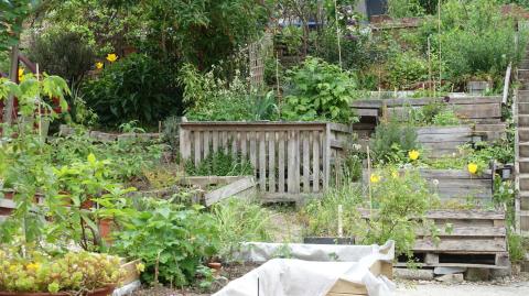 Les jardins ouvriers permettent aux citadins de créer leur propre havre de verdure. © luzulee - Adobe Stock