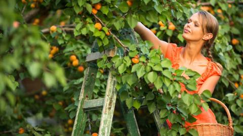 derniere-ligne-droite-arbres-fruitiers-seloger