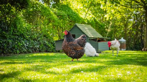 Location poules