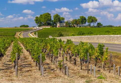 Saint-Sauveur est une charmante commune située au cœur du haut-médoc. © phbcz - Getty Images