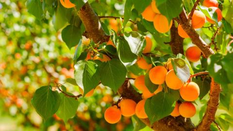 Top 7 des arbres fruitiers faciles à cultiver