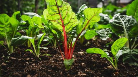 Jardinage : quels fruits et légumes planter en mars ?