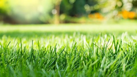 Jardinage : comment redonner vie à une pelouse abîmée ?