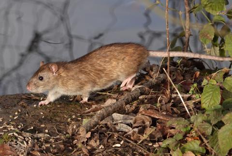 Des plantes pour repousser les rats au jardin