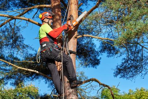 Les travaux de jardinage à confier aux professionnels