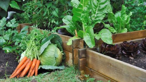 Que planter dans un carré potager ?