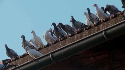 Comment éloigner les pigeons sans violence ?
