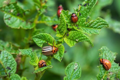 Repousser les nuisibles au potager