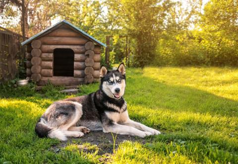 Les niches pour chiens échappent généralement à toutes taxes locales. © vovashevchuk – Getty Images