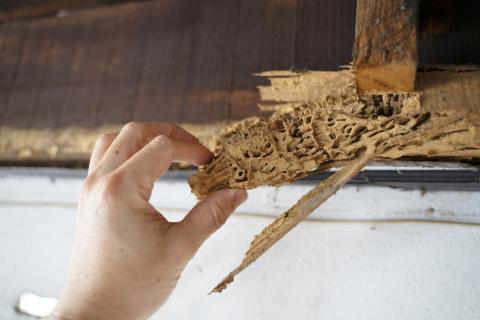 Se débarrasser des termites logement
