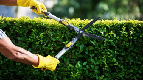 Crédit d’impôt : vers une baisse pour les travaux de jardinage à domicile ?