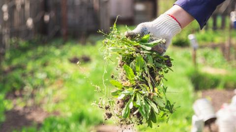 Désherbage naturel : 7 méthodes efficaces à connaître