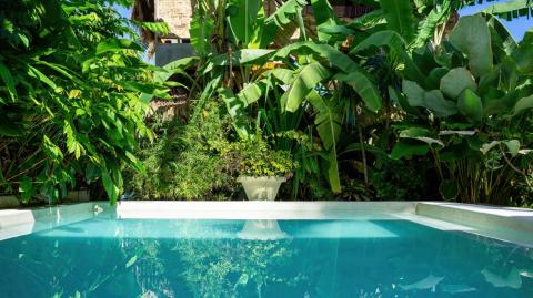 Quelles plantes installer autour d'une piscine ?