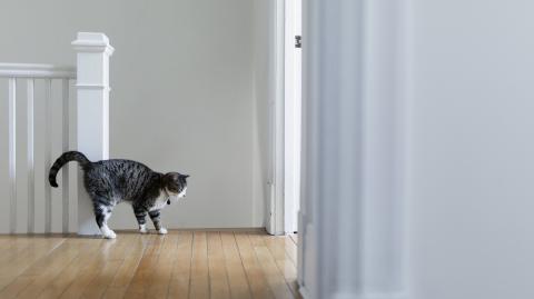 Se débarrasser souris
