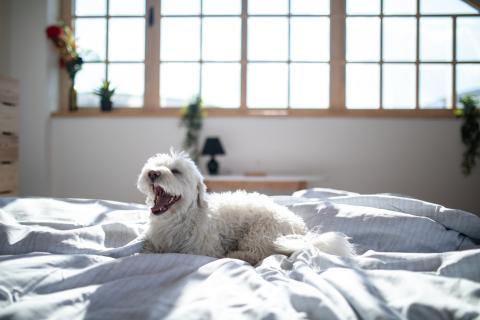 Location saisonnière chien accepté