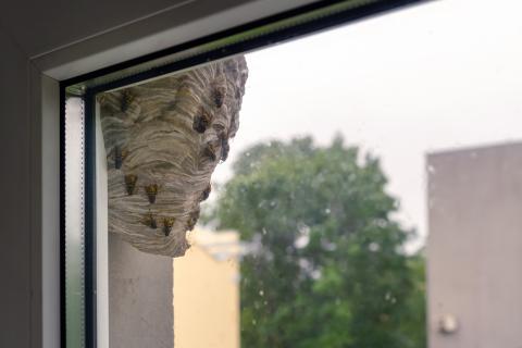 Nid de guêpes dans un logement