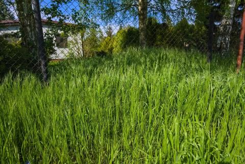 Tonte d'herbes hautes : est-ce obligatoire ?