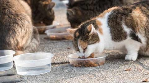 En principe, il est interdit de nourrir les chats errants, c'est-à-dire ceux qui ne sont pas identifiés. © Nikola Nastasic - Getty images